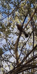 Garrulus glandarius