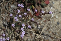 Limonium duriusculum