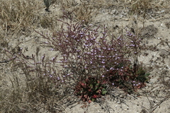 Limonium duriusculum