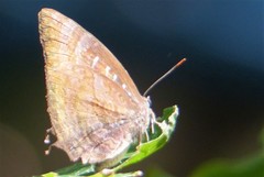 Arhopala centaurus