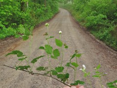 Rubus steelei