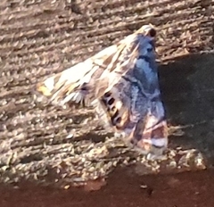 Eoparargyractis irroratalis