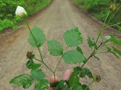 Rubus steelei