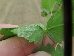 Rubus steelei