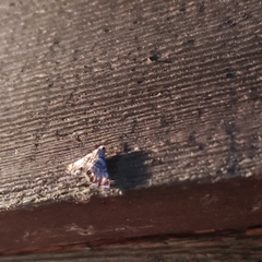 Eoparargyractis irroratalis