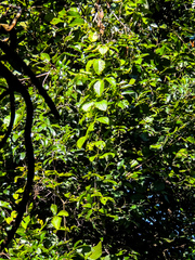 Cyphostemma hypoleucum