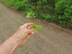 Rubus steelei