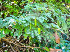 Dalbergia multijuga