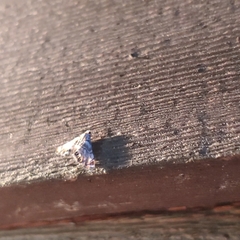 Eoparargyractis irroratalis