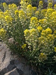 Alyssum calycocarpum