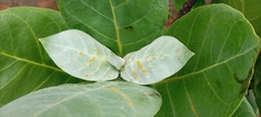 Calotropis procera image