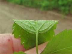 Rubus steelei