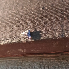 Eoparargyractis irroratalis