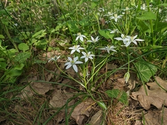 Ornithogalum woronowii
