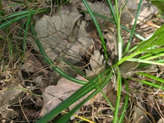 Ornithogalum woronowii