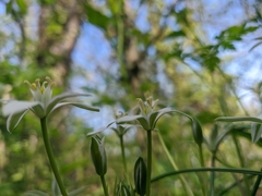 Ornithogalum woronowii