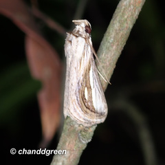 Schistorhynx argentistriga