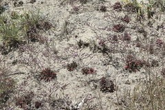 Limonium duriusculum
