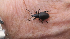 Otiorhynchus atroapterus