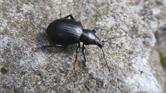 Otiorhynchus atroapterus