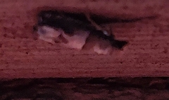 Archips grisea