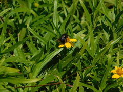 Xylocopa splendidula