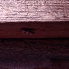 Archips grisea