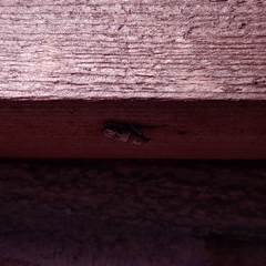 Archips grisea
