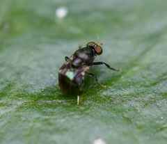 Camptopteromyia