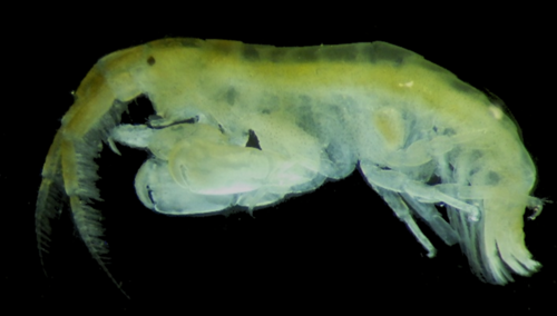 Representative image of Pleonexes