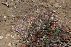 Limonium duriusculum