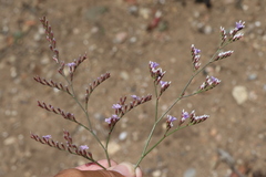 Limonium duriusculum