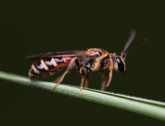 Lipotriches ceratina