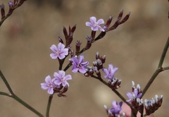 Limonium duriusculum