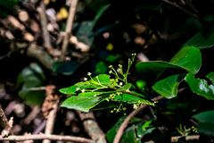 Gymnosporia harveyana harveyana