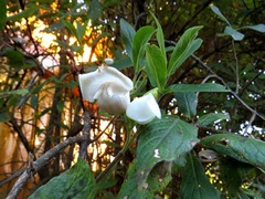 Bowkeria verticillata
