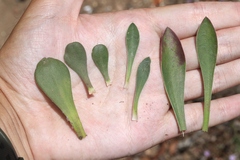 Limonium duriusculum