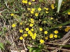 Potentilla incana