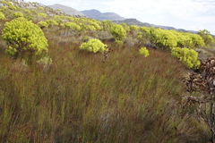 Elegia hookeriana