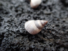 Littoraria pintado