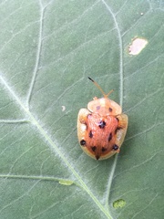 Laccoptera nepalensis