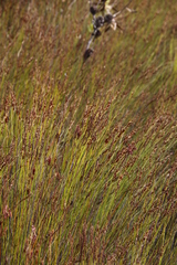 Elegia hookeriana
