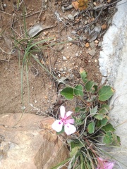 Pelargonium ovale