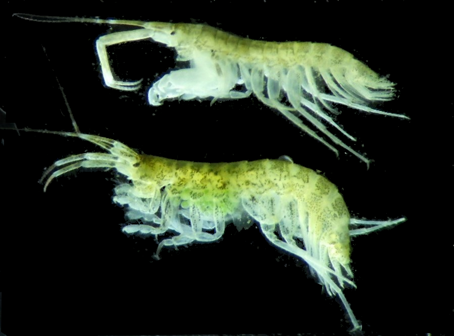 Grandidierella japonica