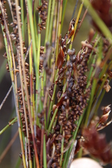 Elegia hookeriana
