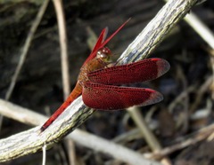 Neurothemis fluctuans