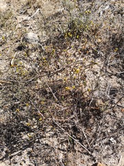 Marasmodes dummeri