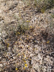 Marasmodes dummeri