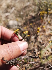 Marasmodes dummeri