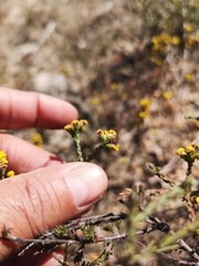Marasmodes dummeri